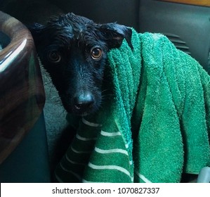 Wet, Abandoned, Black Puppy Dog With Fearful Eyes Wide Open, Rescued And Wrapped In Towel In A Car