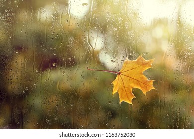 Wet After Rain Maple Leaf On The Glass Against The Setting Sun / Weather Change In The Autumn