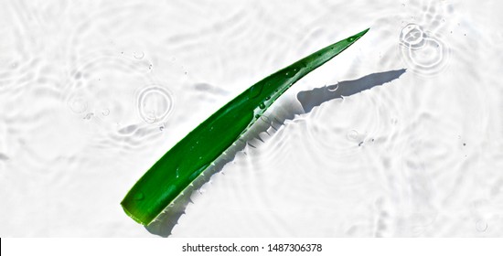 Wet Aloe Vera Leaf On The Noon Sun On The White Water Background. Top View