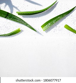 Wet Aloe Vera Leaves On The Noon Sun On The White Background. Top View. Copy Space
