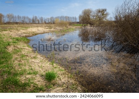 Wet areas in an uncultivated meadow, spring day