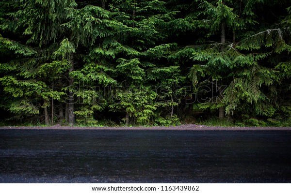 wet\
asphalt and forest of evergreen firs - man vs\
nature