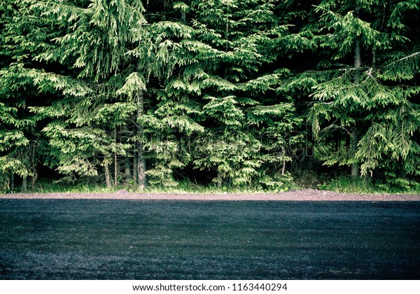 wet asphalt and forest of evergreen firs - man\
vs nature background