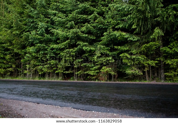 wet\
asphalt and forest of evergreen firs - man vs\
nature