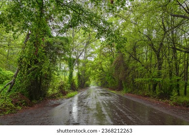 Wet asphalt road through green forest on a rainy summer day - Powered by Shutterstock