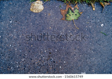 wet asphalt with yellow leaves