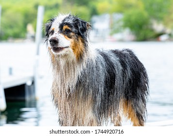 Wet Australian Shepard Dog Summer