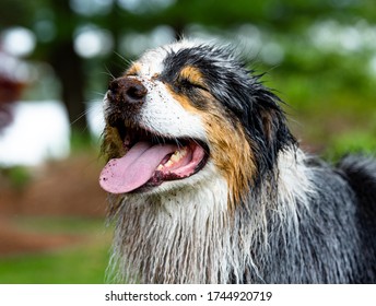 Wet Australian Shepard Dog Summer