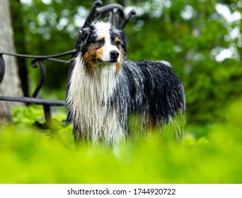 Wet Australian Shepard Dog Summer