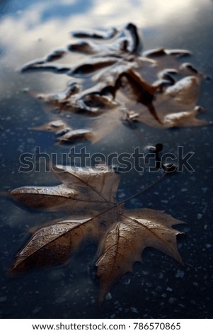 Similar – side by side Water Autumn