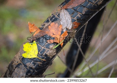 Wet autumn leaves stuck to the bicycle tire, wet autumn day