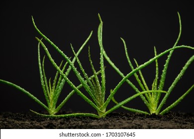 Aloe Barbadensis Miller Imagenes Fotos De Stock Y Vectores Shutterstock