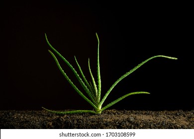 Aloe Barbadensis Miller Imagenes Fotos De Stock Y Vectores Shutterstock