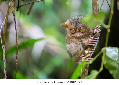 The wet baby tarsier dries on the branch after a heavy tropical rain forest of Indonesia