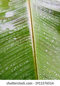 Wet Banana Leaves After Pouring Rain