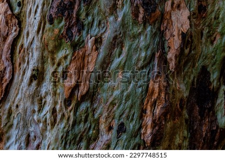wet bark of a eucalyptus tree