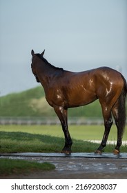 Wet Bay Horse After Being Hosed Down To Cool Off At  Keeneland Race Track In Kentucky U.S.A. Horse Standing On Rubber Wash Stall Mat Being Hosed Down Outside Outdoors On Summer Day Green Grass In Back