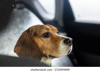 Wet Beagle Dog Portrait In A Car