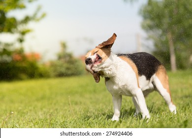 Wet Beagle Dog Shaking His Head 