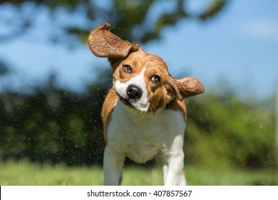 Wet Beagle Dog Shaking His Head