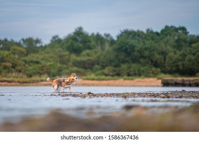 Wet Beagle Dog Shaking Off Water, Big Ears Flapping Around, Water Droplets Flying.