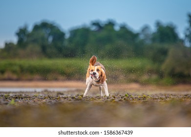 Wet Beagle Dog Shaking Off Water, Big Ears Flapping Around, Water Droplets Flying.