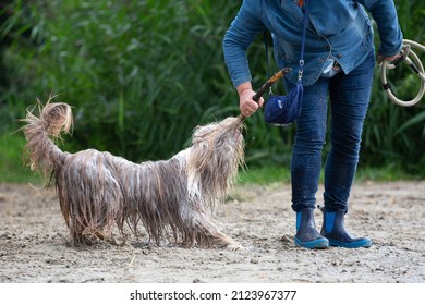 Wet Bearded Collie Pulling At Stick On The Beach. Person Holding Dog Lead