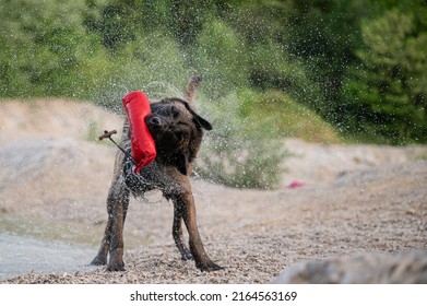 Wet Belgian Malinois Shepherd Dog Holding A Toy In His Mouth Shaking Off And Splashing The Water Standing By The Lake.