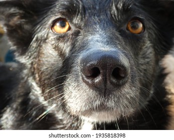 Wet Black Dog Nose Detail