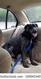 Wet Black Lab