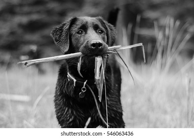 Wet Black Lab