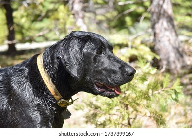 Wet Black Lab After Playing In Water