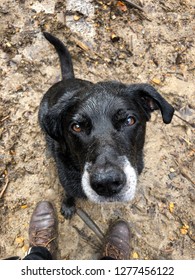 Wet Black Lab Duke