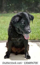 
 Wet Black Lab Sits On Pool Deck On Sunny Day Looking Down