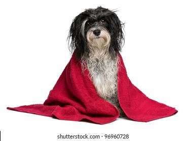 A Wet Black And White Havanese Dog After The Bath With A Red Towel Isolated On White Background