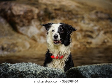 Wet Border Collier Among Natural Rock