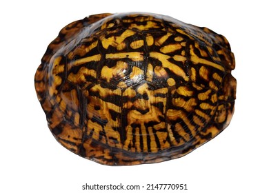 Wet Box Turtle Shell Patterns