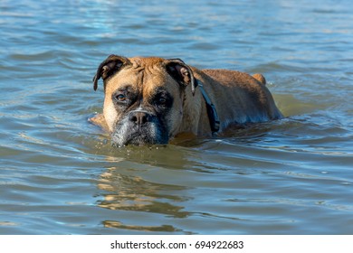 Wet Boxer Beach Stock Photo 694922683 | Shutterstock