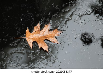 A wet brown Oak leaf leaf on a wet black background