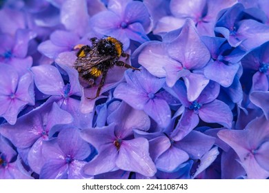 Wet bumblebee on a hydrangea flower during the rain - Powered by Shutterstock