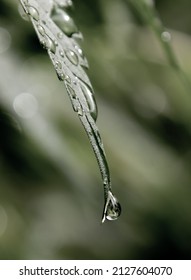 Wet Cannabis Marijuana Leaf with raindrop dripping closeup 