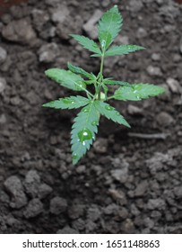 Wet Cannabis plant leaf in soil