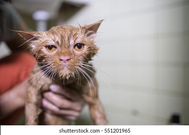 Wet cat after a shower or a bath