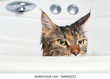 Wet Cat In The Bath