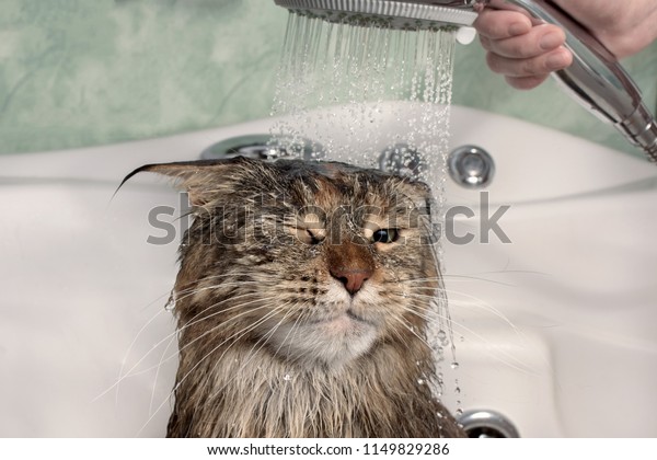 Wet cat in the\
bath. Funny cat. Maine Coon