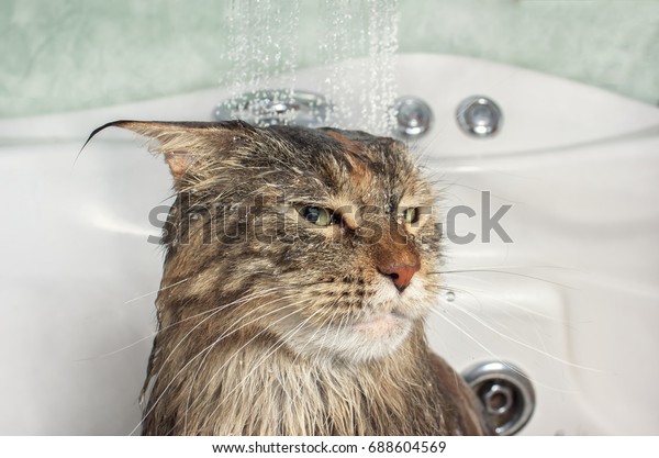 Wet cat. Funny cat in the\
bath