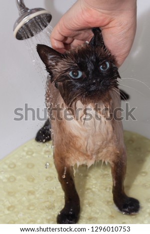 Similar – Black funny cat wet in bath