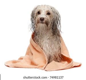 A Wet Chocolate Havanese Dog After The Bath With A Peach Towel Isolated On White Background