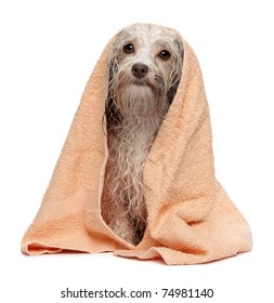 A Wet Chocolate Havanese Dog After The Bath With A Peach Towel Isolated On White Background