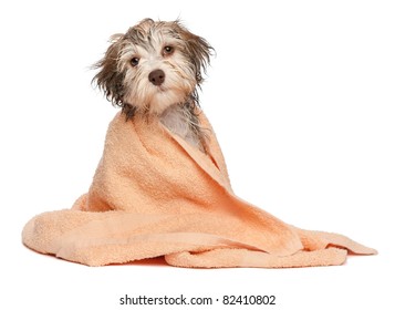 A Wet Chocolate Havanese Puppy Dog After Bath Is Dressed In A Peach Towel Isolated On White Background